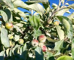 Michael Adsit Plymouth Orchards