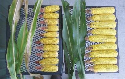 Kent Friedrichsen Corn Grower